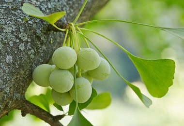 Ginkgo biloba