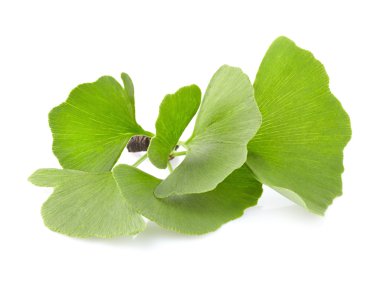 Ginkgo biloba yaprakları