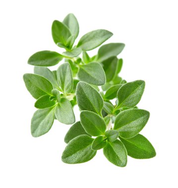 Kekik baharat
