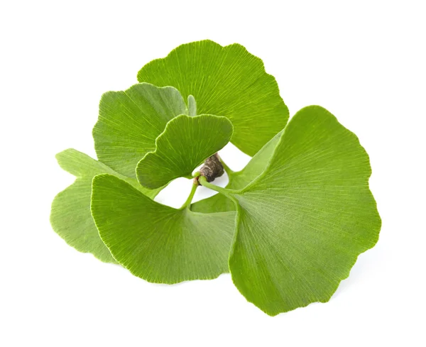 Ginkgo biloba — Stok fotoğraf