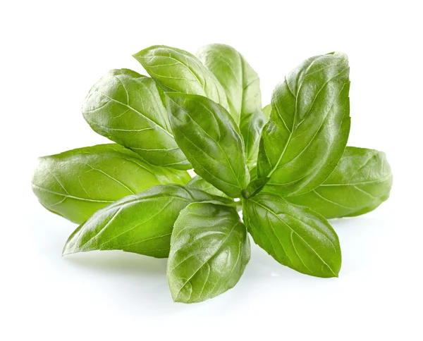 Basil leaves — Stock Photo, Image