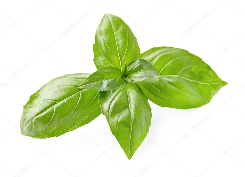 Basil leaves