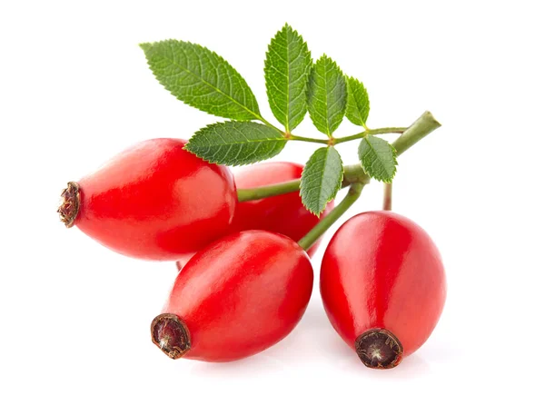 Rose hip s listy — Stock fotografie