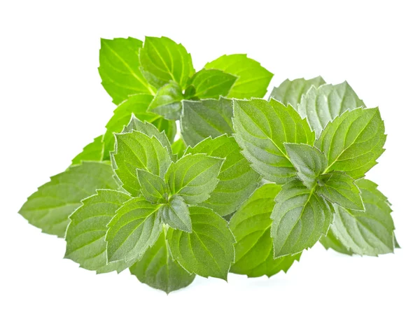 Fresh mint spice — Stock Photo, Image