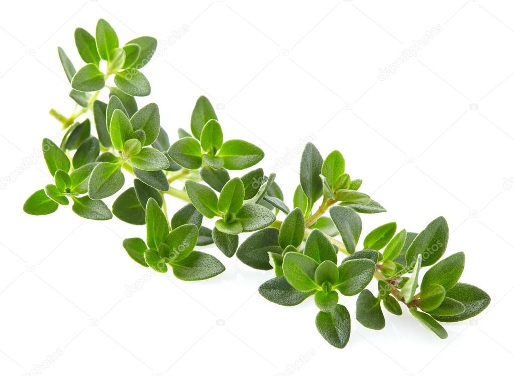 Dionisvera