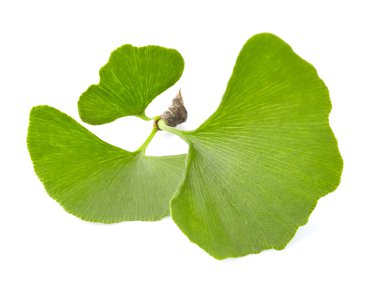 Ginkgo biloba yaprakları