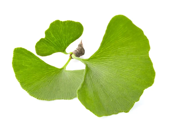 Ginkgo biloba bladeren — Stockfoto