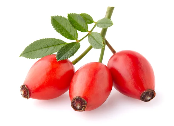 Rose hip in closeup — Stock Photo, Image