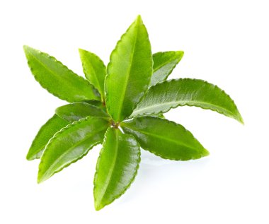 Leaves of green tea