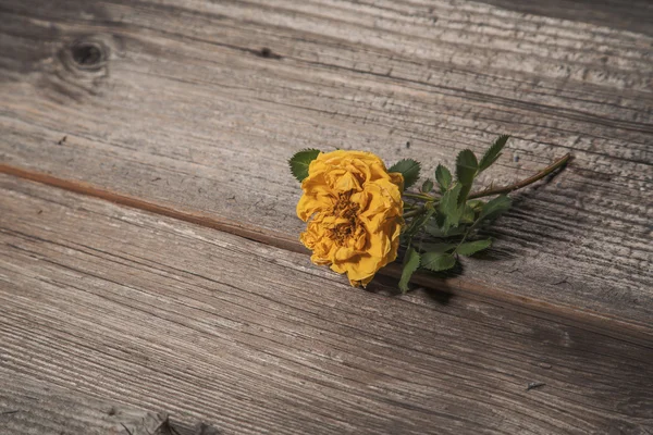Rosa gialla secca — Foto Stock