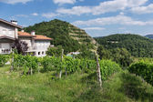 vinice v Toskánsku Itálie