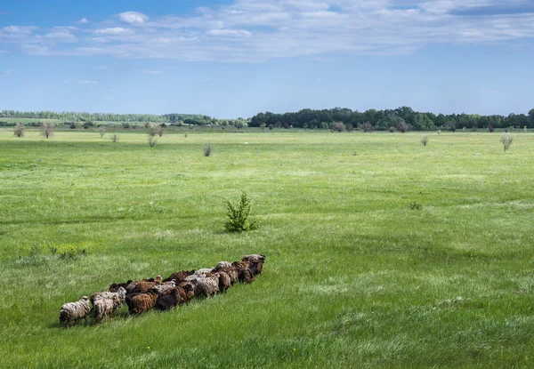 Herd of sheeps on field