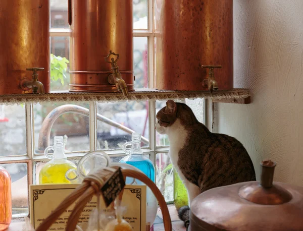 Cat on a windowsill in perfume laboratory