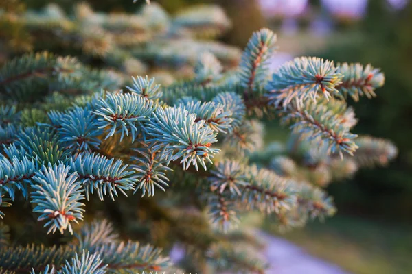 Blue spruce branches — Stock Image Blue spruce branches Stock Image