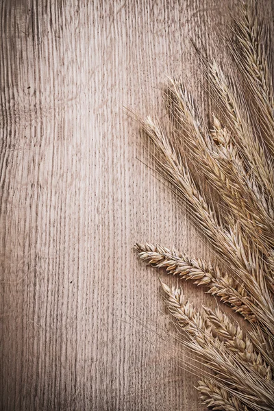 Hvete- og rugører – stockfoto
