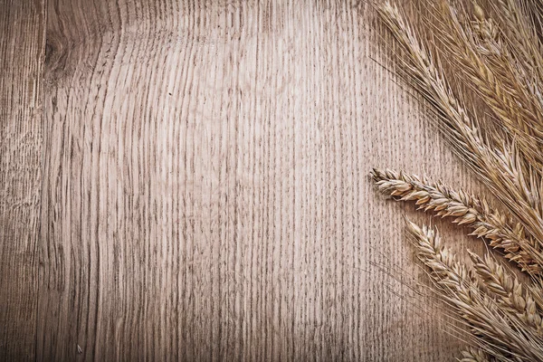 Wheat and rye ears — Stock Photo, Image