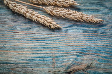 Altın buğday çavdar kulaklar  