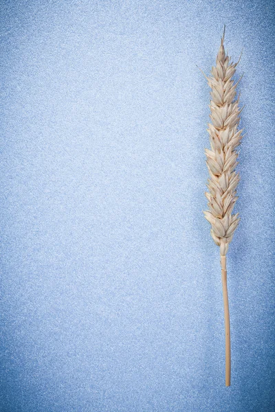 Golden rye ear on blue — Stock Photo, Image