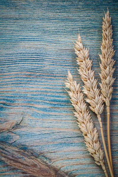 Golden wheat rye ears — Stock Photo, Image