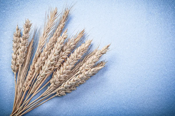 Ripe rye wheat ears — Stock Photo, Image