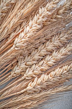 Olgun buğday-çavdar kulakları demet