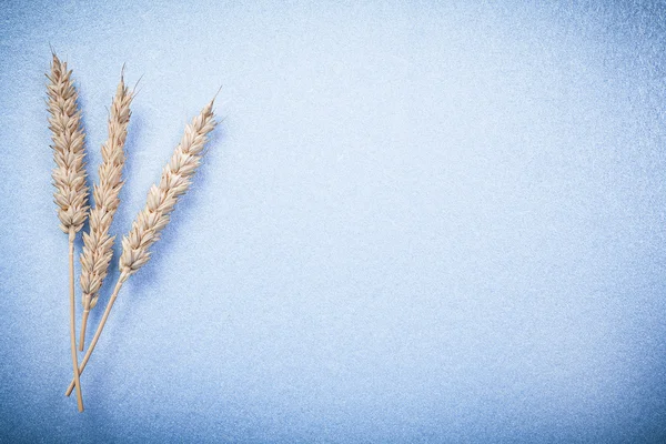 Rye wheat ears — Stock Photo, Image