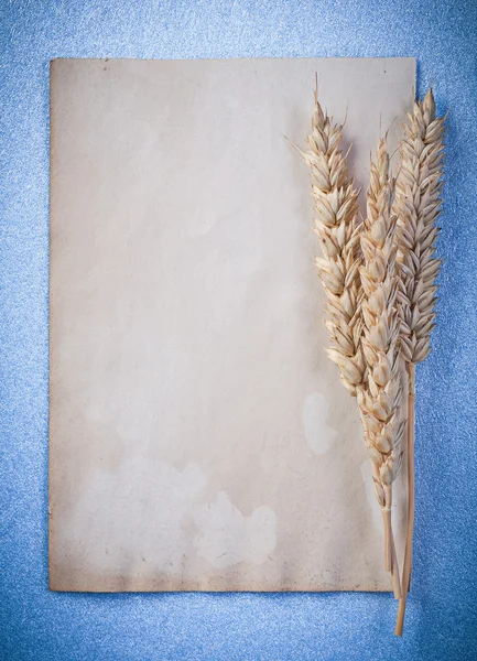 Wheat ears  on blue background — Stock Photo, Image