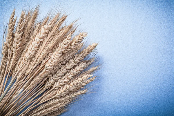 Skład pszenica żyto uszy — Zdjęcie stockowe
