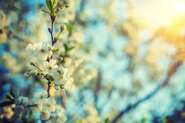 Ramo de árvore de cereja florescente — Fotografia de Stock