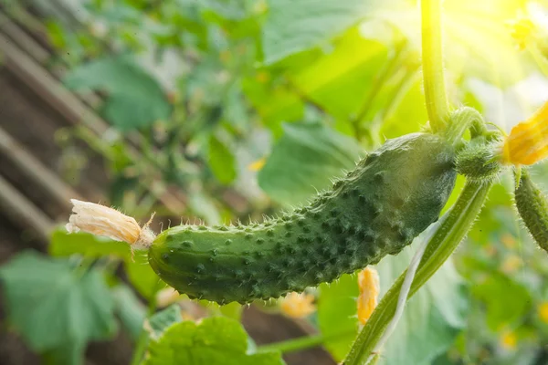 Cucumber growing in garden — Stock Photo, Image