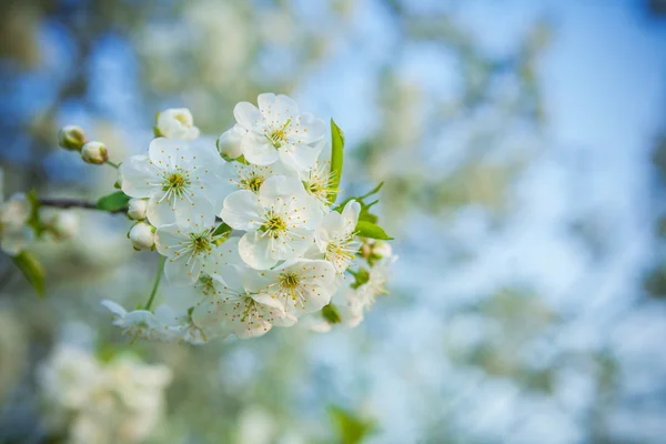 Small branch of cherry tree — Stock Photo, Image