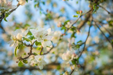 elma ağacı çiçekleri