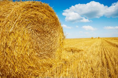 rulo balya saman harwested sahada