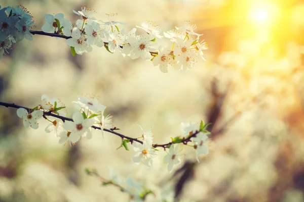 Flowers of cherry-tree — Stock Photo, Image