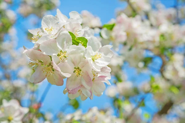 Little branch of blossoming apple tree — Stock Photo, Image