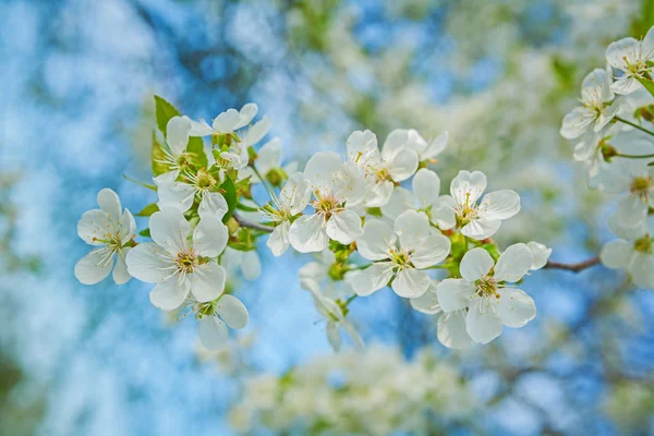 Kleine tak van kersenboom — Stockfoto