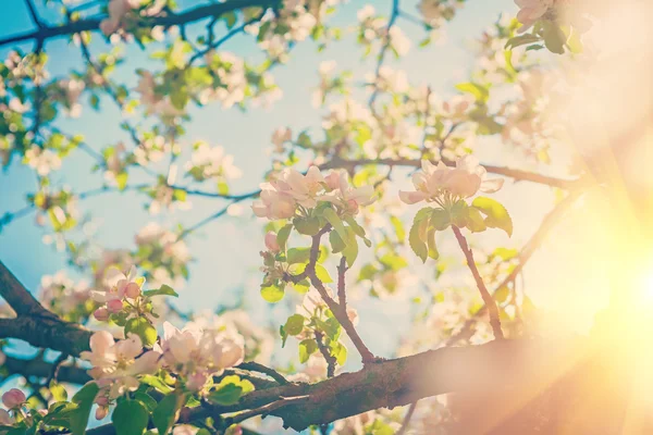 リンゴの木の開花 — ストック写真