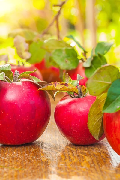 Rijpe appelen — Stockfoto