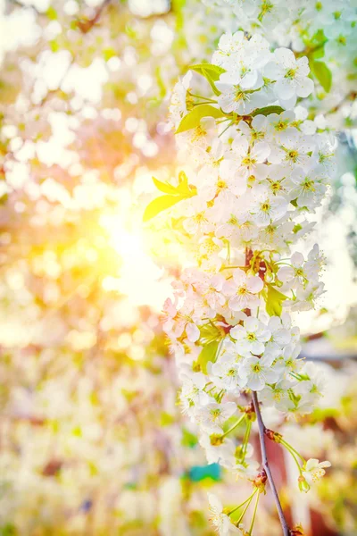Floração de cereja — Fotografia de Stock