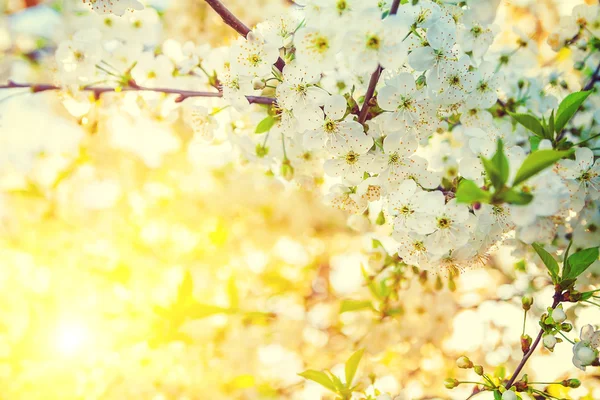 Blossoming of cherry — Stock Photo, Image