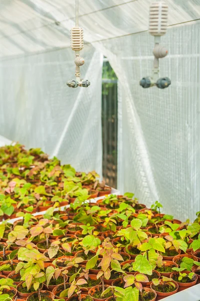 Seedlings in greenhouse — Stock Photo, Image