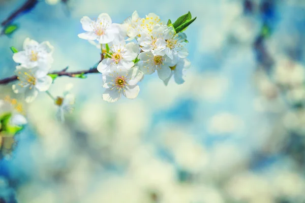 Blossoming branch of cherry tree — Stok Foto
