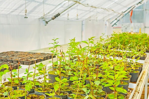 Growing of seedlings of plum tree in greenhouse — Stock Photo, Image