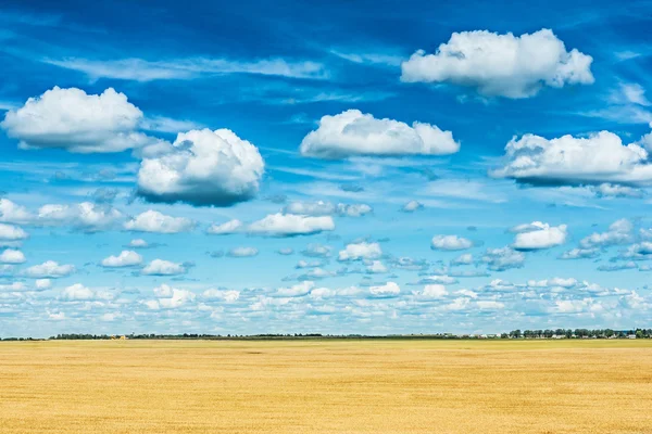 Golden wheat field and sky very high view — Stock Photo, Image