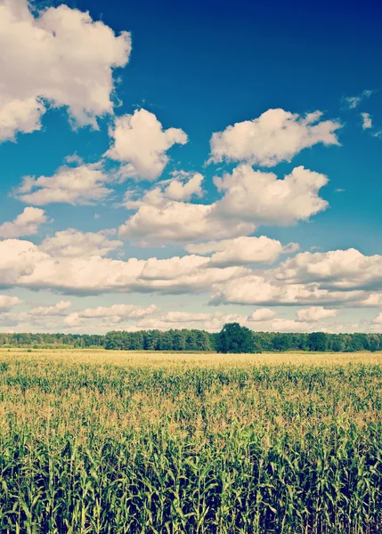 Maisfeld und bewölkter Himmel instagram Stil — Stockfoto