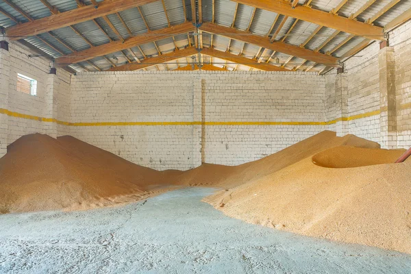 Harvested corns of wheat in old storage house — Stock Photo, Image
