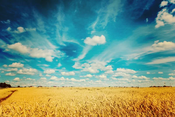 Campo de trigo maduro y colores de instagram cielo azul — Foto de Stock