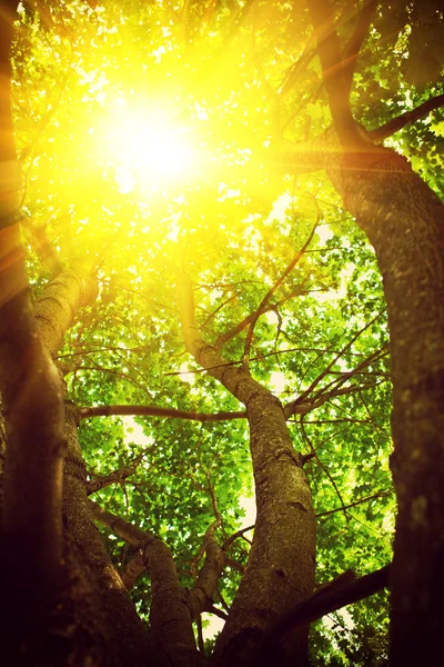 Vista através da coroa da árvore com translúcido sol instagram st — Fotografia de Stock