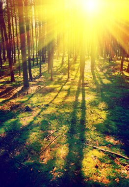 pinetree orman instagram stile güzel gündoğumu