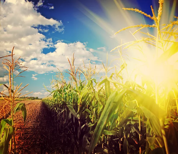Beautiful sunrise on corn field after harvest instagram stile — Stock Photo, Image